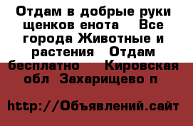 Отдам в добрые руки щенков енота. - Все города Животные и растения » Отдам бесплатно   . Кировская обл.,Захарищево п.